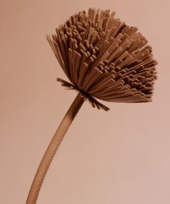 Mowear.shop6f9ee26d33 2