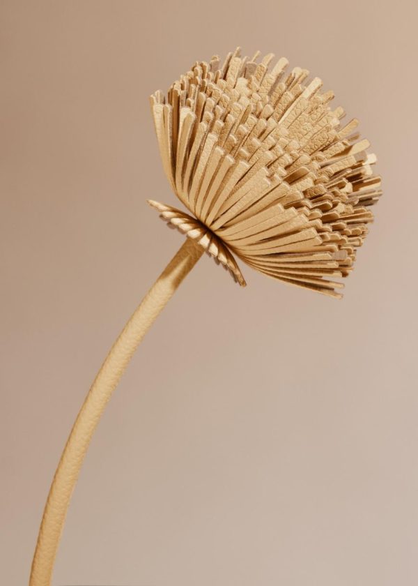 Mowear.shop8254ae90bd 2