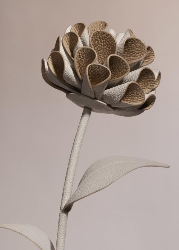 Mowear.shopb491dedff6 2