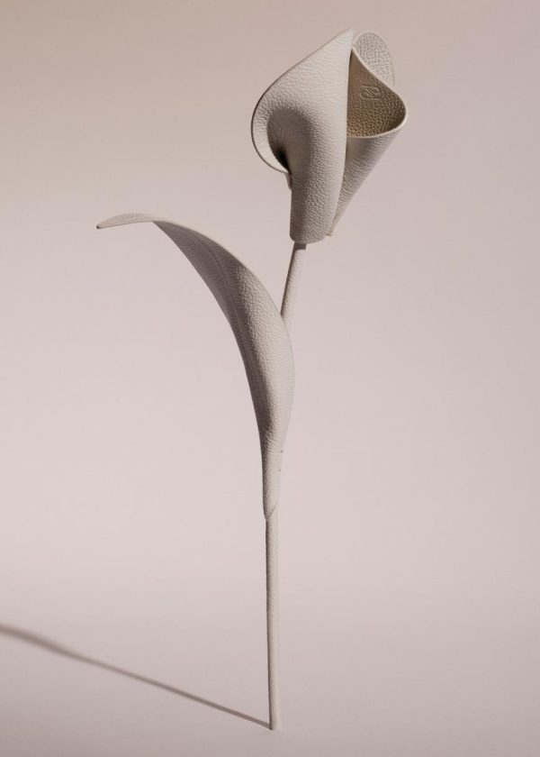 Mowear.shopd5e1950597 1