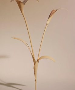 Mowear.shopf6f2d54361 1